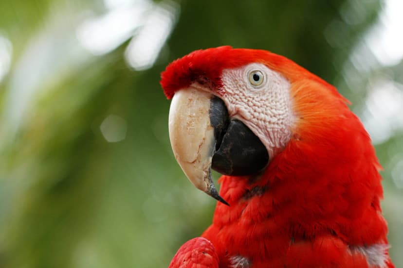 Tropisk papegøye i naturen i Costa Rica under et språkopphold.